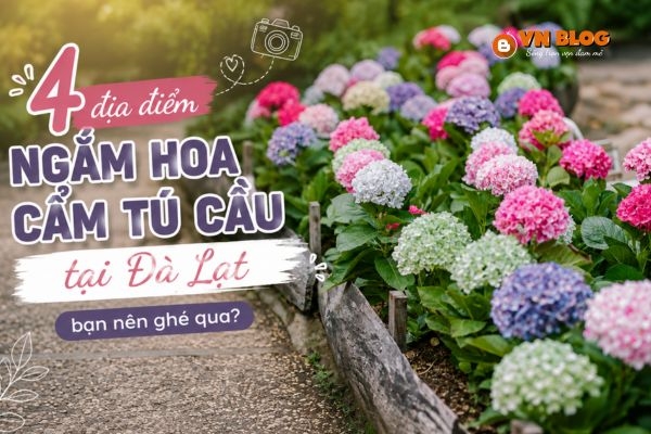 4 địa điểm ngắm hoa cẩm tú cầu tại Đà Lạt- bạn nên ghé qua