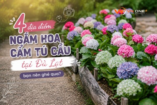 4 địa điểm ngắm hoa cẩm tú cầu tại Đà Lạt- bạn nên ghé qua
