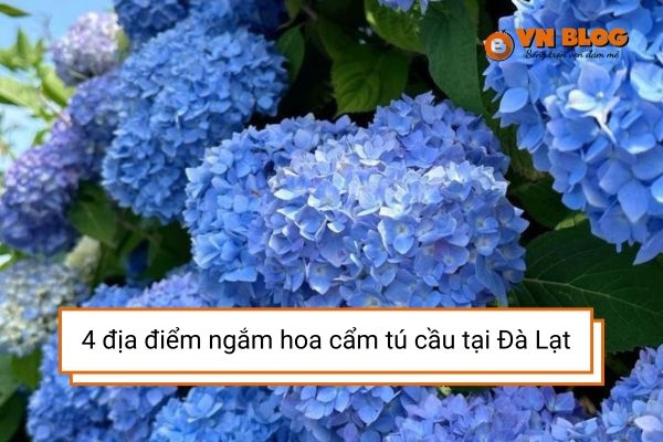 4 địa điểm ngắm hoa cẩm tú cầu tại Đà Lạt- bạn nên ghé qua