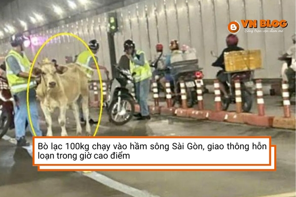 Bò lạc 100kg chạy vào hầm sông Sài Gòn, giao thông hỗn loạn trong giờ cao điểm