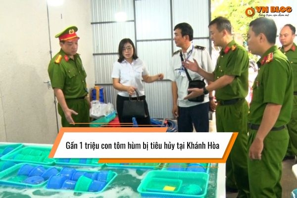 Gần 1 triệu con tôm hùm bị tiêu hủy tại Khánh Hòa