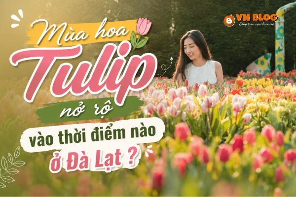 Mùa hoa Tulip nở rộ vào thời điểm nào ở Đà Lạt ?