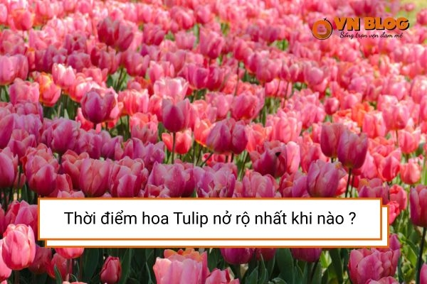 Mùa hoa Tulip nở rộ vào thời điểm nào ở Đà Lạt ?