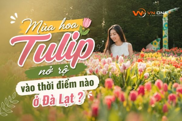 Mùa hoa Tulip nở rộ vào thời điểm nào ở Đà Lạt ?