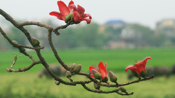 Sự tích hoa Pơ lang (hoa gạo)