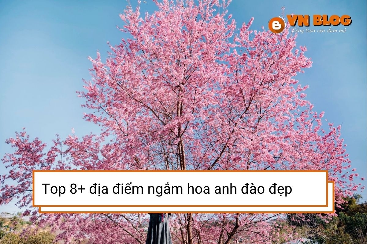 Top 10+ địa điểm ngắm hoa anh đào đẹp nhất ở Đà Lạt