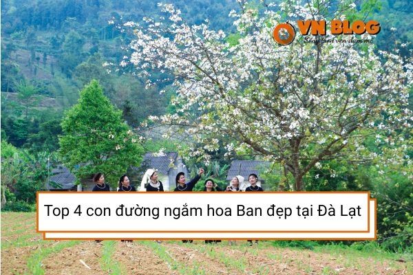Top 4 con đường ngắm hoa Ban đẹp nhất tại Đà Lạt