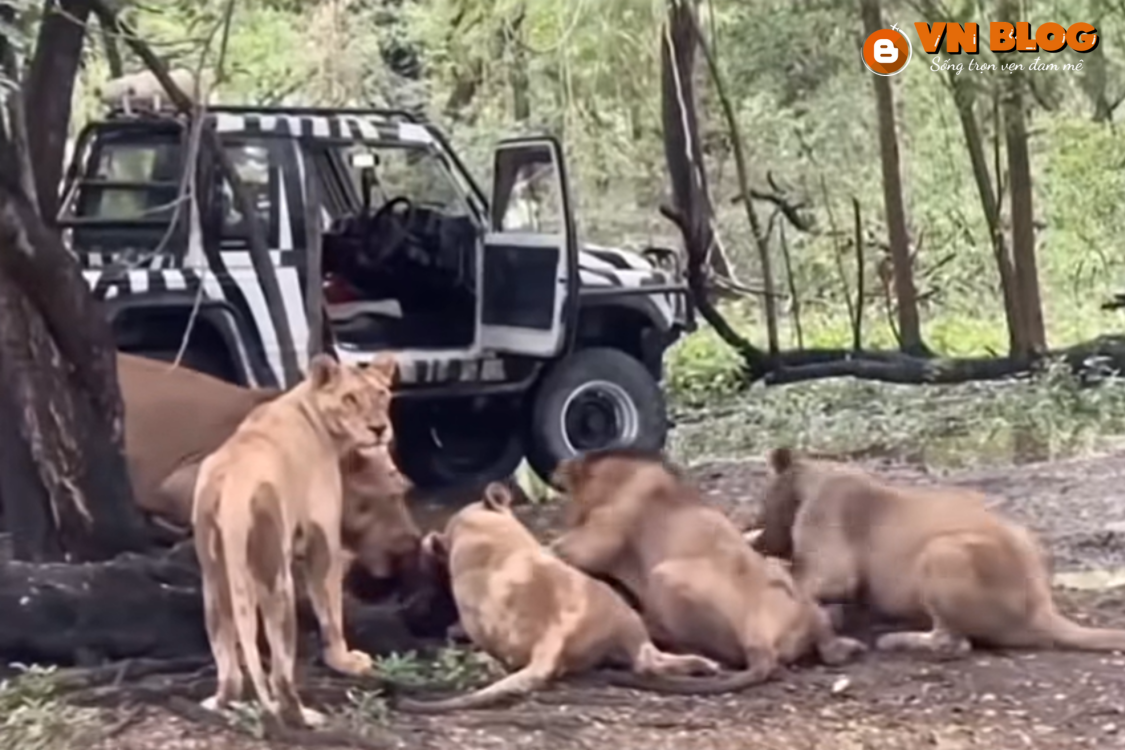 Vườn thú Safari World tạm đóng cửa sau vụ sư tử cắn chết nhân viên