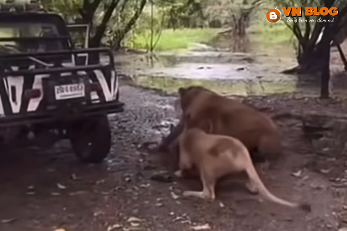 Vườn thú Safari World tạm đóng cửa sau vụ sư tử cắn chết nhân viên