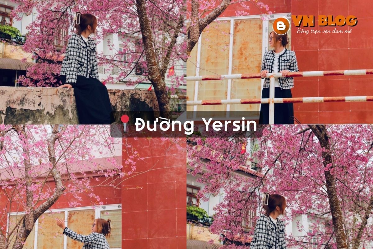 Địa điểm ngắm hoa anh đào ở đường Yersin