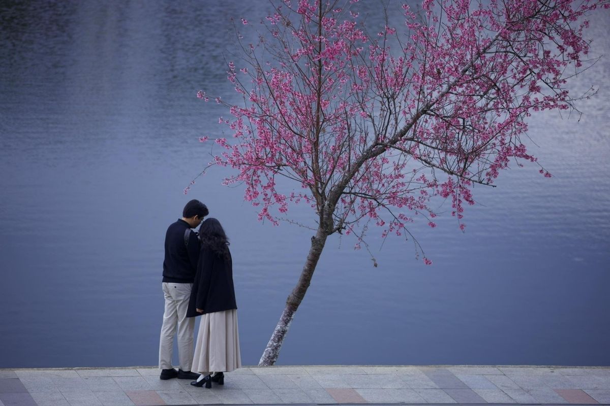 Hình ảnh các cặp đôi check-in hoa đào nở rộ tại Đà Lạt