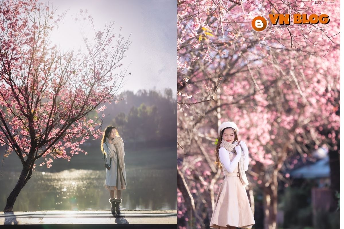 Hoa đào tô thêm màu sắc cho Đà Lạt