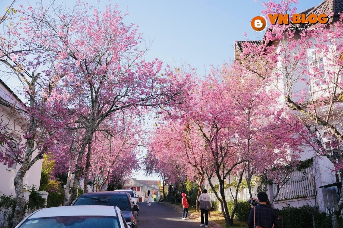 Địa điểm ngắm hoa anh đào ở đường Hùng Vương