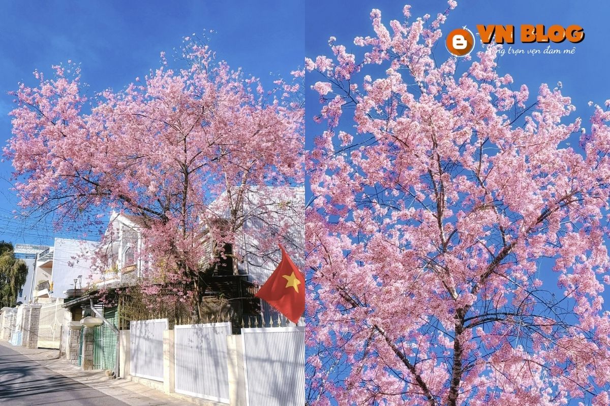 Địa điểm ngắm hoa anh đào ở đường Trần Hưng Đạo