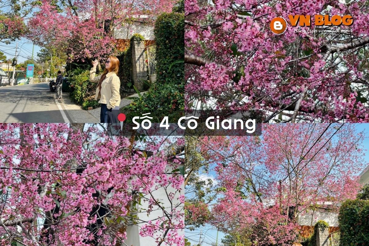 Địa điểm ngắm hoa anh đào ở số 4 Cô Giang