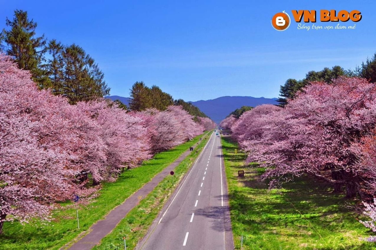 Các cung đường hoa anh đào đẹp năm 2026